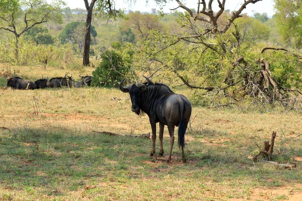 Blue Wildebeest Connochaetes Taurinus Pastoreando Parque Nacional Kruger África Sul — Fotografia de Stock
