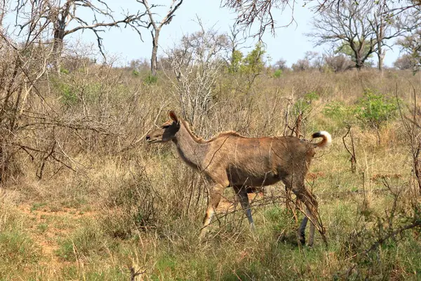 Nyala Fena Tragelaphus Angasii Kruger National Park Jihoafrická Republika — Stock fotografie