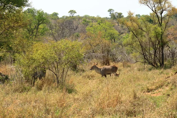 Pato Agua Vegetación Del Terciopelo Parque Kruger Sudáfrica —  Fotos de Stock