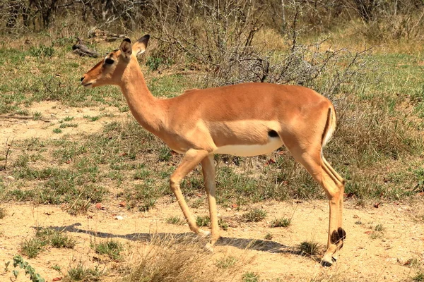 Dólar Impala Frente Para Turista Parque Nacional Kruger África Sul — Fotografia de Stock