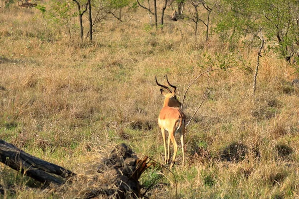 Een Impala Bok Tegenover Toerist Het Kruger National Park Zuid — Stockfoto