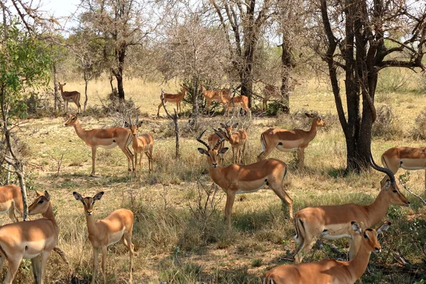 Herd Van Impala Kruger National Park Zuid Afrika — Stockfoto
