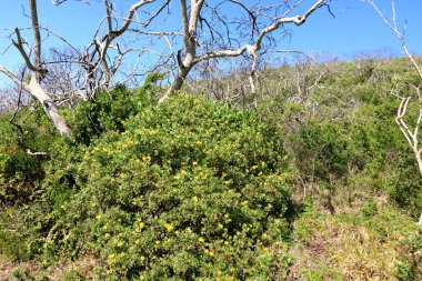 Knysna 'daki Tüylü Yatak Doğa Koruma Alanı' ndaki bitkiler Güney Afrika 'da güzel bir yaz sabahı
