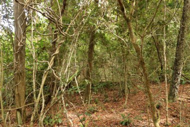 Güney Afrika Bahçe Yolu 'ndaki Tsitsikamma Milli Parkı' ndaki Orman