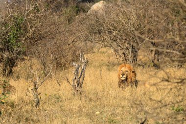 Güney Afrika 'daki Kruger Park' ında Afrika Erkek Aslanı portresi