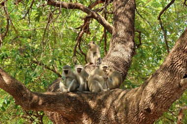 Vervet Maymunu, Güney Afrika Kruger Ulusal Parkı