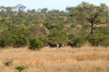 Cape Mountain Zebra (Equus zebra), Güney Afrika Kruger Ulusal Parkı.