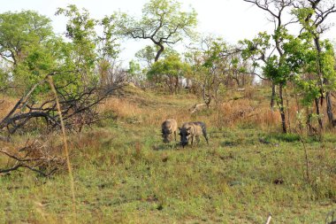 Yaban domuzu, Kruger Ulusal Parkı Güney Afrika