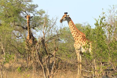Güney Afrika 'daki Kruger Ulusal Parkı' nda zürafa; Giraffidae familyasından Specie Giraffa camelopardalis.