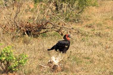 Güney Toprakları Borazanı (Bucorvus Leader Beateri), Kruger Ulusal Parkı, Güney Afrika.