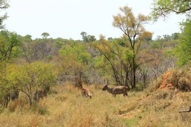 Güney Afrika 'daki Kruger Parkı' ndaki ağaç örtüsünde su geyiği var.