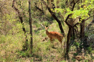 Nyala dişisi (Tragelaphus angasii), Kruger Ulusal Parkı, Güney Afrika