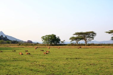 Mlilwane Vahşi Yaşam Sığınağı Svaziland, Eswatini