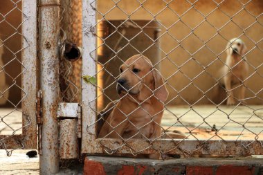 dogs in a Shelter for homeless dogs, india