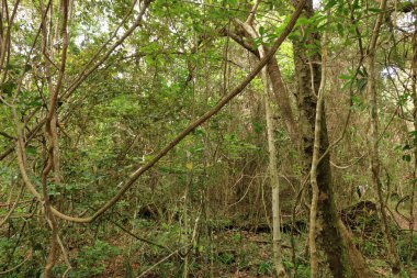 Güney Afrika Bahçe Yolu 'ndaki Tsitsikamma Milli Parkı' ndaki Orman