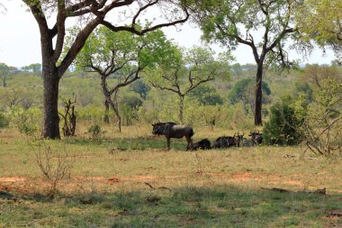 Güney Afrika 'daki Kruger Ulusal Parkı' nda Mavi Antilop (Connochaetes taurinus) otluyor
