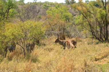 Güney Afrika 'daki Kruger Parkı' ndaki ağaç örtüsünde su geyiği var.