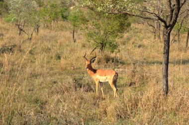Güney Afrika 'daki Kruger Ulusal Parkı' nda turiste bakan bir Impala geyiği.
