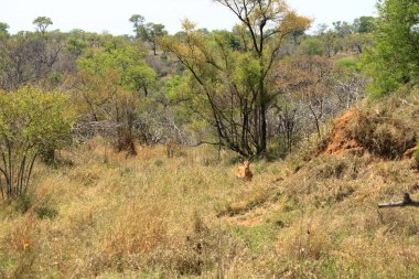 Impala sürüsü Kruger Ulusal Parkı, Güney Afrika