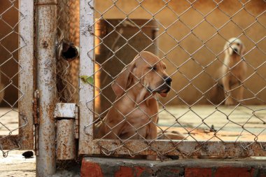 dogs in a Shelter for homeless dogs, india