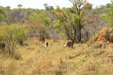 Güney Afrika 'daki Kruger Parkı' ndaki ağaç örtüsünde su geyiği var.