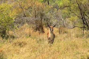 Güney Afrika 'daki Kruger Parkı' ndaki ağaç örtüsünde su geyiği var.