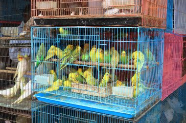 December 21 2022 - Mumbai, Maharashtra in India: pet shop department in the Crawford Market