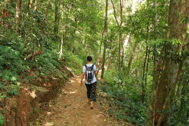 Güçlü batı ghatlarının güney ucundaki Doğal Orman. Paithalmala, Hindistan 'ın Kerala eyaletinin Kannur ilçesinde yer alır..