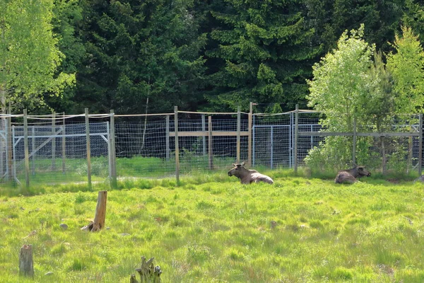 European Moose Calf Alces Alces Também Conhecido Como Alce Suécia — Fotografia de Stock