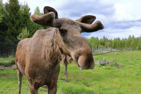 European Moose Alces Alces Also Known Elk Wild Life Animal — Fotografia de Stock