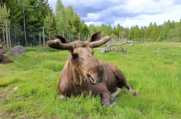 European Moose Alces Alces Také Známý Jako Los Volně Žijící — Stock fotografie