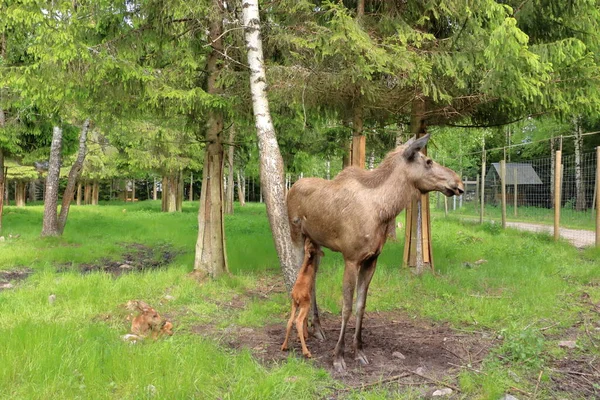 European Moose Calf Alces Alces Also Known Elk Sweden — Fotografia de Stock