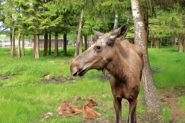 European Moose Calf Alces Alces Také Známý Jako Los Švédsku — Stock fotografie