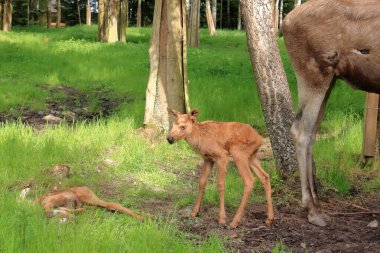 İsveç 'te Kanada geyiği olarak da bilinen Avrupa geyiği buzağı, Alces alces.