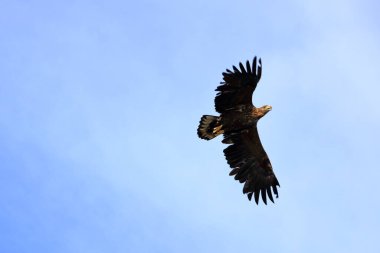 Uçan bir deniz kartalının yakın çekimi: Norveç 'te Lofoten