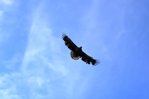stock image Close-up of a sea eagle in full flight: Lofoten in Norway