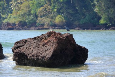 Dharmadam adası ve Kannur plajı, Kerala, Hindistan
