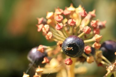 Biraz mor olgun meyveli sarmaşık.