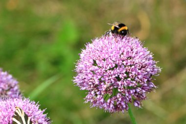 Bir Allium çiçeğinin çiçek başındaki böcekler (Allium lusitanicum)