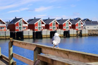 Svolvaer, Lofoten, Norveç 'in önünde duran bir martının yakın çekimi.