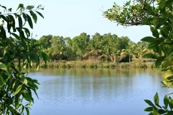 stock image Backwater View in the Vayalapra Floating Park in Kannur District in Kerala in India