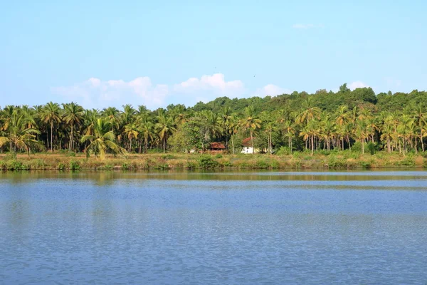 Hindistan Kerala Kannur Bölgesi Ndeki Vayalapra Yüzen Parkı Nda Durgun — Stok fotoğraf