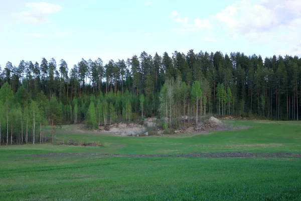 Bouleaux Prairies Verdoyantes Lors Une Journée Été Finlande — Photo
