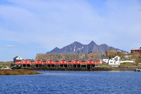 Zasoby Rybne Lub Suszone Ryby Wysychają Powietrzu Svolvaer Norwegia — Zdjęcie stockowe