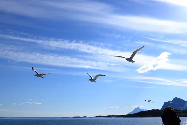 Люди Лодке Смотрят Чаек Летящих Над Фьордом Лофотене Норвегия — стоковое фото