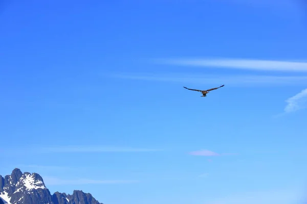 Ein Norwegischer Adler Auf Der Jagd Auf Den Lofoten — Stockfoto