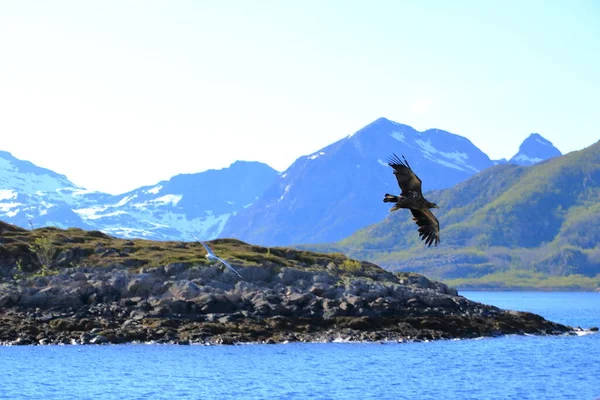 Zbliżenie Orła Morskiego Locie Lofoten Norwegii — Zdjęcie stockowe
