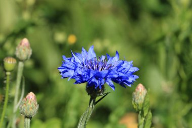 Mavi şişe (Almanca Kornblume 'da da Zyane olarak da bilinir) Cyanus segetum da Centaurea siyanus.