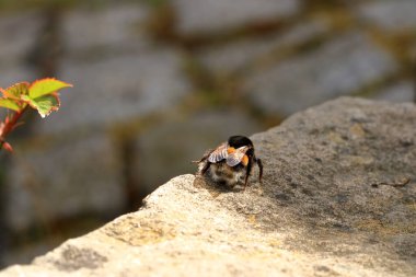 Taş bir duvarda bir yaban arısı (Bombus terrestris)
