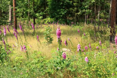 Digitalis purpurea (roter Fingerhut) adlı bir ormanda zehirli bir çiçeğe yakın plan)